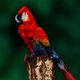 Illustration for article titled Holy crap, this parrot is actually a woman posing in bodypaint
